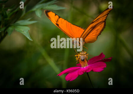 Alimentation papillon sur une fleur tropicale Banque D'Images