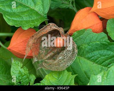 Lanternes chinoises Physalis alkekengi Banque D'Images