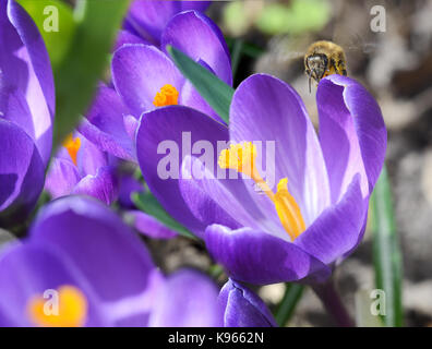 Abeille sur une belle première fleurs de printemps crocus fleurir sous un soleil éclatant. Banque D'Images