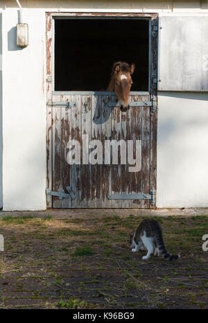 Un Foal de Lusitano regardant un chat de Tabby gris et blanc De l'intérieur de ses écuries Banque D'Images