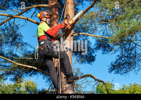 Bûcheron avec faisceau et a vu un arbre d'escalade Banque D'Images