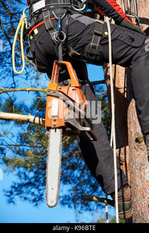 Bûcheron avec faisceau et a vu un arbre d'escalade Banque D'Images