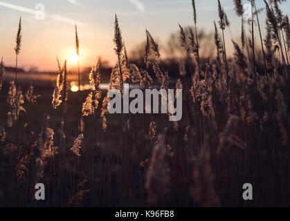 L'herbe d'or coucher du soleil au début du printemps Banque D'Images