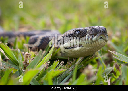 Tapis côtières (python morelia spilota mcdowelli). hopkins creek. Nouvelle Galles du sud. L'Australie. Banque D'Images