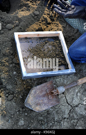 L'homme examine la saleté avec l'utilisation de son écran et la pelle à diamants. il est dans l'Arkansas à le cratère de diamants state park. Banque D'Images