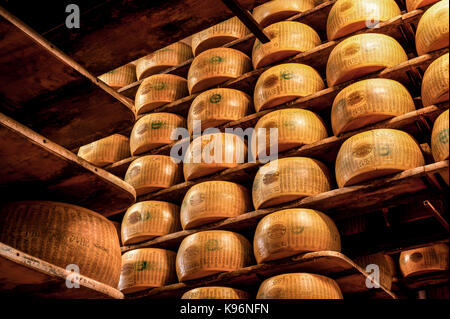 Ensemble de parmigiano-reggiano siéger sur des racks de stockage pendant le processus de vieillissement Banque D'Images