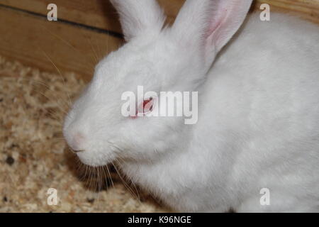 Animaux Banque D'Images