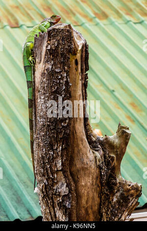 Iguane vert perché sur une souche d'arbre mort en face d'un toit en tôle ondulée Banque D'Images