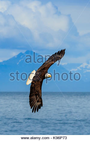 Pygargue à tête blanche Haliaeetus leucocephalus, en vol, le long du rivage dans Cook Inlet, Alaska. Banque D'Images