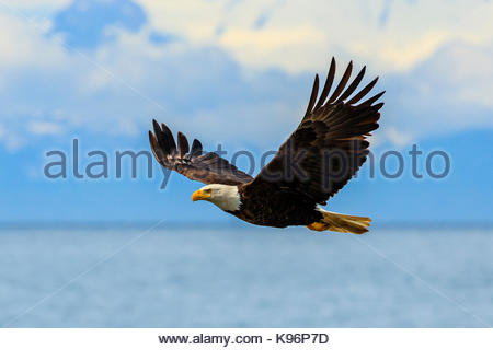 Pygargue à tête blanche Haliaeetus leucocephalus, en vol, le long du rivage dans Cook Inlet, Alaska. Banque D'Images