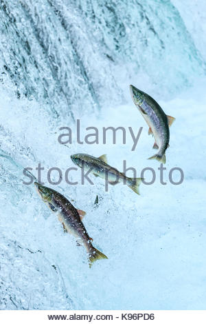 Ours brun pour la pêche du saumon sockeye ci-dessous Brooks Falls. Banque D'Images