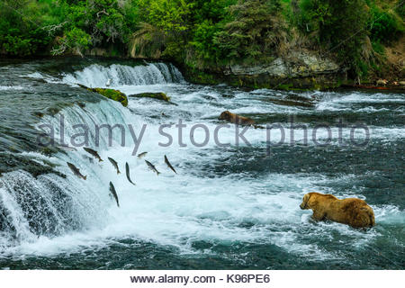 Ours brun, Ursus arctos, pêche de saumons rouges ci-dessous Brooks Falls. Banque D'Images