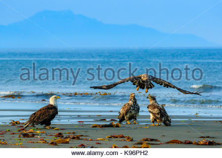 Le Pygargue à tête blanche immature, Haliaeetus leucocephalus, pêche en vol le long du rivage dans Cook Inlet. Banque D'Images