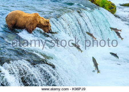 Ours brun, Ursus arctos, pêche pour le saumon à Brooks Falls. Banque D'Images