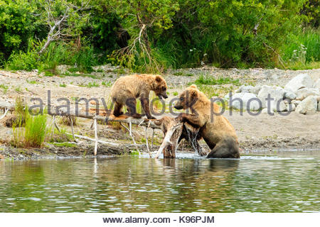 Ours brun, Ursus arctos, mère et son petit jouant sur un journal le long de la rivière Brooks Brooks au camp. Banque D'Images