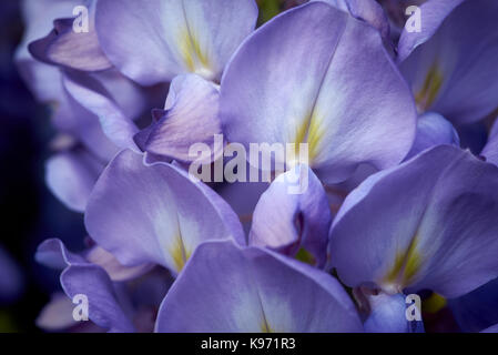 Closup de Wisteriasinensis ou glycine de Chine fleur. Habituellement pas considérée comme une seule fleur, normalement considérée comme une masse de fleurs sur une escalade stron pl Banque D'Images