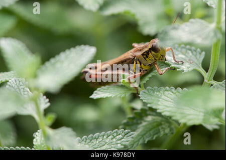 Sauterelle Red-Legged en usine de menthe de chat Banque D'Images