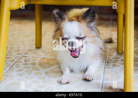 Chihuahua chiot petit chien reposant sur le sol. Banque D'Images