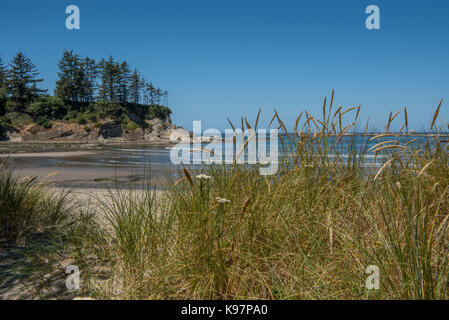 Les herbes poussent sur les dunes de la baie bleue le long de la côte de l'oregon Banque D'Images