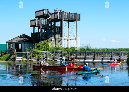 Les visiteurs sur un jour d'été au parc national de la Pointe-Pelée, canoë, kayak et profiter de la vue depuis le haut de la tour d'observation, de l'Ontario, Canada. Banque D'Images