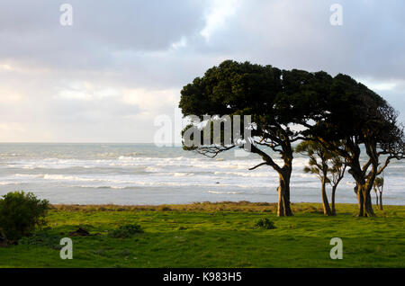 Karaka soulevée par le vent, par la mer, les arbres, Glenburn Wairarapa, île du Nord, Nouvelle-Zélande Banque D'Images