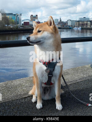 Japonais mâle Shiba Inu chien adultes rouge et blanc à l'extérieur à Newcastle Banque D'Images