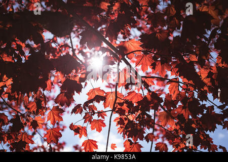 Low angle view of maple tree against sky Banque D'Images