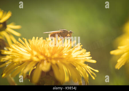 Close up of abeille sur fleur daisy au cours de journée ensoleillée Banque D'Images