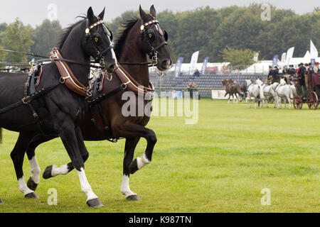 Un dessin chevaux 8 places transport omnibus victorienne Banque D'Images
