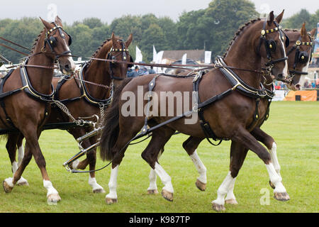 Un dessin chevaux 8 places transport omnibus victorienne Banque D'Images