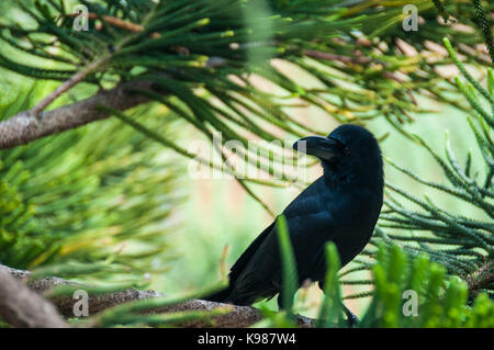 Une jungle crow dans un arbre à Haputale, dans la montagne, au Sri Lanka. Banque D'Images