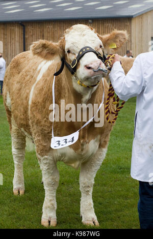 Le bétail s'expose à une foire agricole Banque D'Images