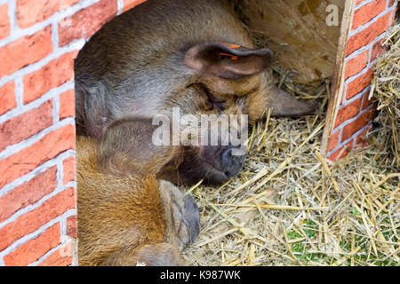 Sus scrofa domesticus, cochons Kunekune dormir dans un enclos temporaire Banque D'Images