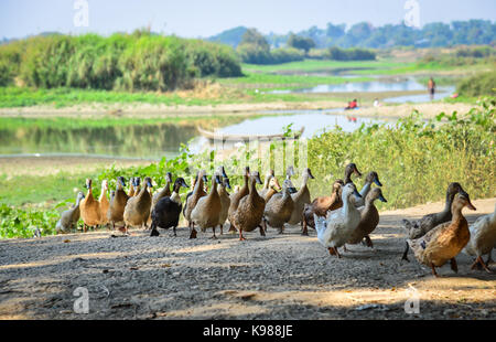 La marche des canards on rural road à journée ensoleillée à Mandalay, myanmar. Banque D'Images