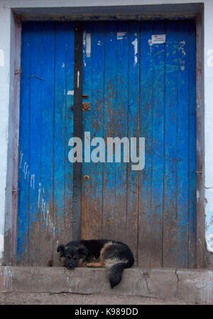 Dor en bois bleu avec un chien dormir à l'avant Banque D'Images