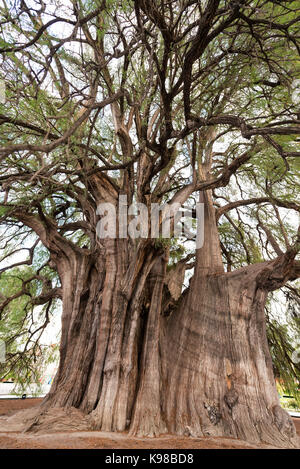 Vue verticale de l'arbre de tule, dit être le plus grand arbre dans le monde près de Oaxaca, Mexique Banque D'Images