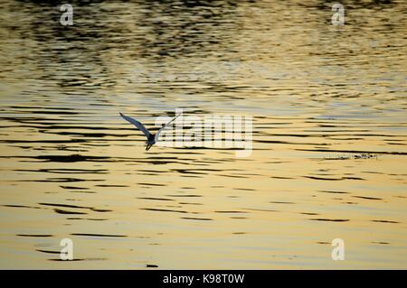 Un oiseau vole sur le lac Dal à Srinagar Banque D'Images