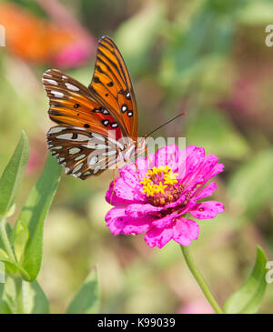 Gulf fritillary butterfly Banque D'Images