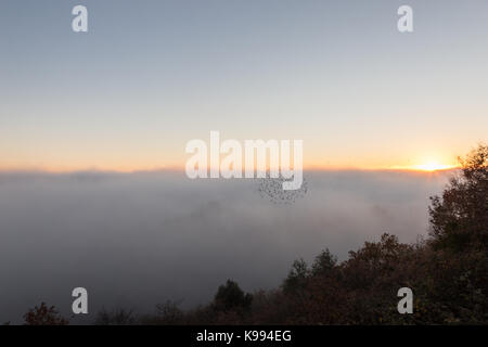 Une mer de brume, remplissant une vallée au coucher du soleil, avec un troupeau d'oiseaux volant par Banque D'Images