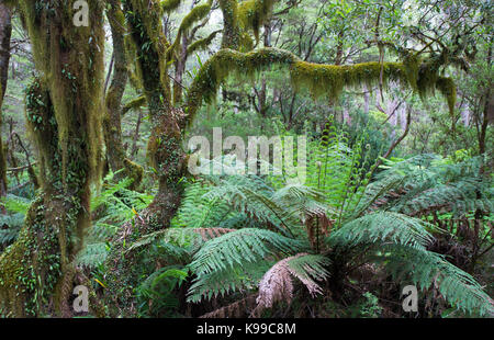 La forêt tempérée moussus avec fougères arborescentes dans New England National Park, NSW, Australie Banque D'Images