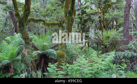 La forêt tempérée moussus avec fougères arborescentes dans New England National Park, NSW, Australie Banque D'Images