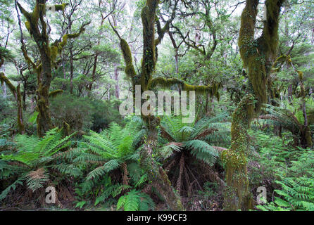 La forêt tempérée moussus avec fougères arborescentes dans New England National Park, NSW, Australie Banque D'Images