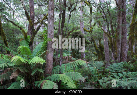 La forêt tempérée moussus avec fougères arborescentes dans New England National Park, NSW, Australie Banque D'Images