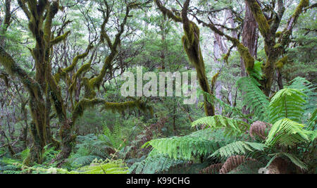 La forêt tempérée moussus avec fougères arborescentes dans New England National Park, NSW, Australie Banque D'Images