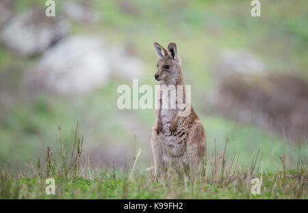 Le kangourou gris (Macropus giganteus) joey, NSW, Australie Banque D'Images