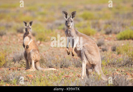 Mère & Joey kangourou rouge (Macropus rufus), Parc National de Sturt, outback NSW, Australie Banque D'Images