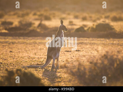 Kangourou rouge (Macropus rufus), Parc National de Sturt, outback NSW, Australie Banque D'Images