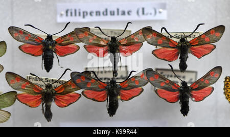 Gotha, Allemagne. Sep 21, 2017. plusieurs spécimen d'une six-spot burnet peut être vu dans un cas au musée de la nature sur le château de Friedenstein à Gotha, Allemagne, 21 septembre 2017. Il fait partie d'une collection de 30 cas d'insectes qui tasses peintre Gustav greiner-vetter (1879-1944) de lauscha recueillis pendant son temps libre. ils sont sur l'affichage à l'exposition spéciale "Falter, kaefer und andere, krabbeltiere aus dem thueringer schiefergebirge' (lit. 'Les papillons, insectes et autres animaux rampants de la Thuringe slate montagnes'), ouvert du 23 septembre 2017 jusqu'au 7 janvier 2018. crédit : dpa pict Banque D'Images