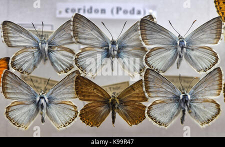 Gotha, Allemagne. Sep 21, 2017. plusieurs spécimen d'une chalkhill blue butterfly peut être vu dans un cas au musée de la nature sur le château de Friedenstein à Gotha, Allemagne, 21 septembre 2017. Il fait partie d'une collection de 30 cas d'insectes qui tasses peintre Gustav greiner-vetter (1879-1944) de lauscha recueillis pendant son temps libre. ils sont sur l'affichage à l'exposition spéciale "Falter, kaefer und andere, krabbeltiere aus dem thueringer schiefergebirge' (lit. 'Les papillons, insectes et autres animaux rampants de la Thuringe slate montagnes'), ouvert du 23 septembre 2017 jusqu'au 7 janvier 2018. Credit : Banque D'Images