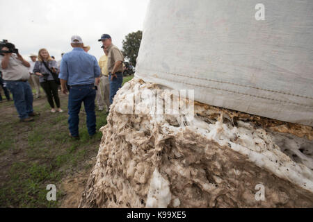 El Campo, USA. Sep 21, 2017. secrétaire de l'agriculture des États-Unis sonny perdue (chemise jaune), président de l'agriculture de la chambre mike conaway (tan) et le Texas la commissaire à l'agriculture, sid miller (bleu) d'exploitations de coton ravagé par l'ouragan Harvey il y a trois semaines. crédit : bob daemmrich/Alamy live news Banque D'Images